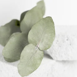 Eucalyptus Foot Cream