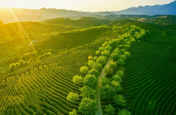 Miglot Home Fragrance Mist Formula 25